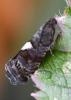 Pammene spiniana